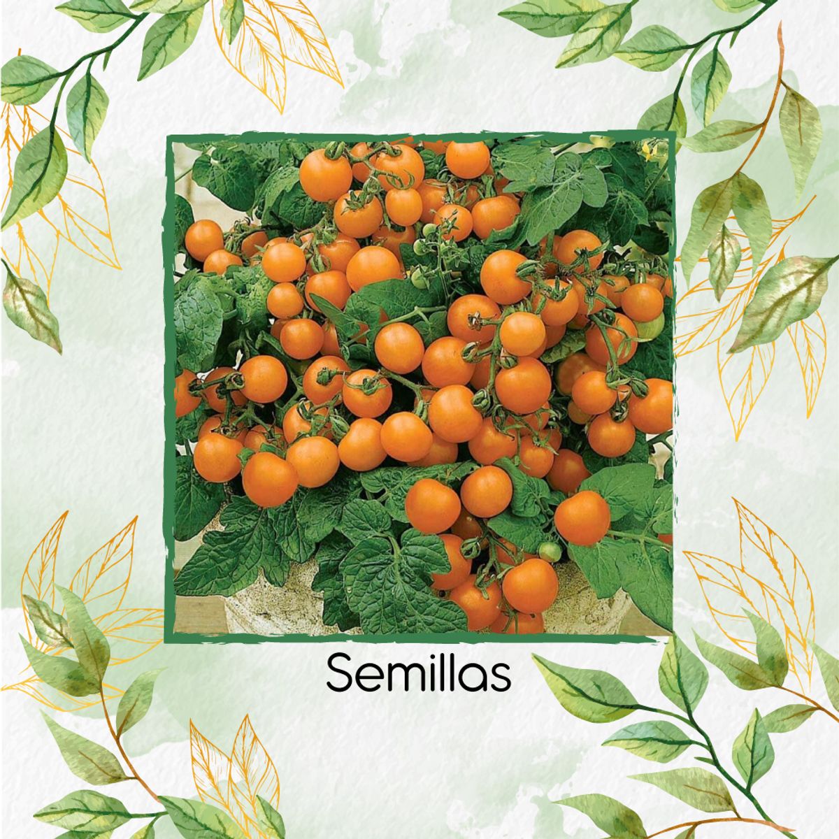 GENERICO - 325 Semillas Orgánicas De Tomate Cherry Naranja