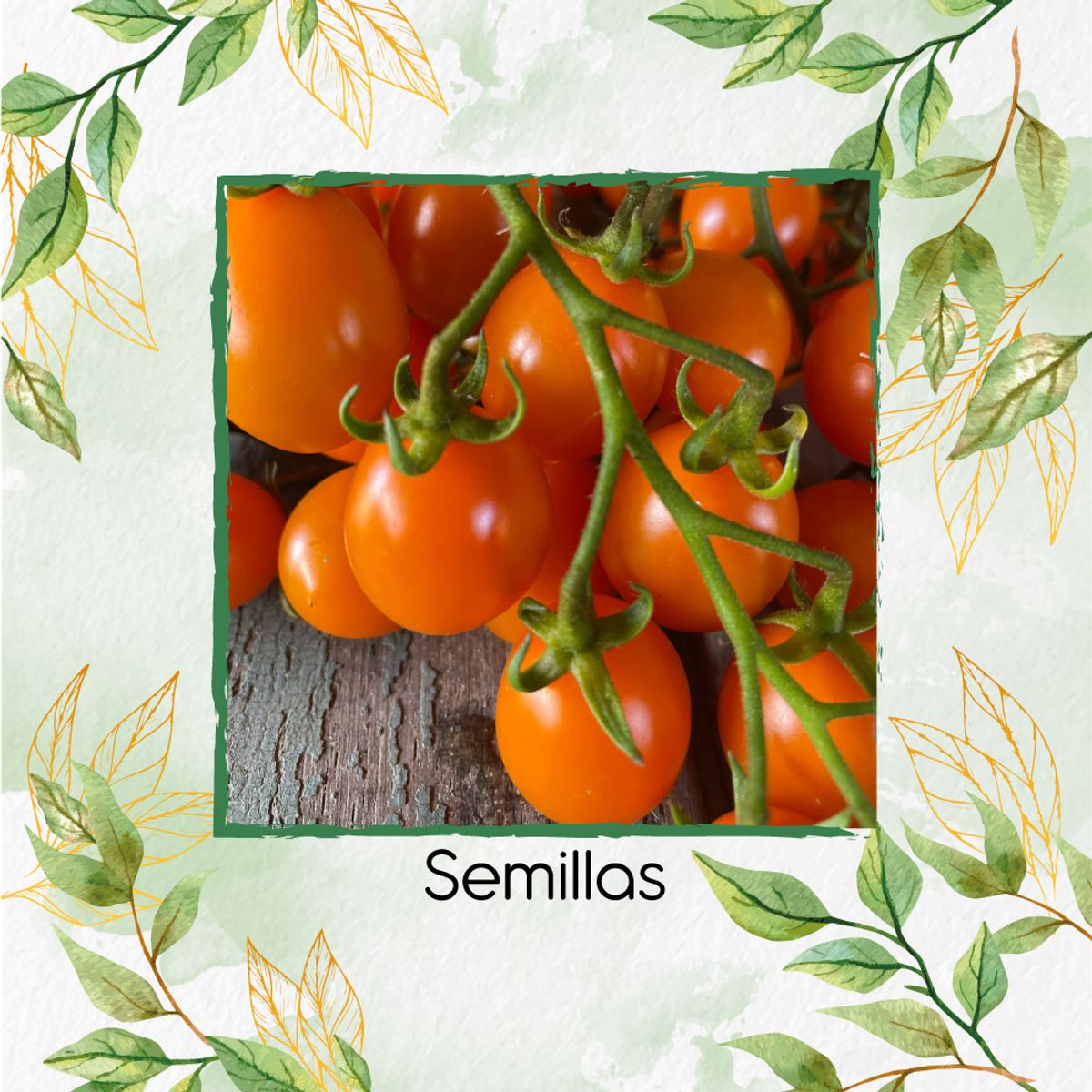 GENERICO - 650 Semillas Orgánicas De Tomate Cherry Naranja
