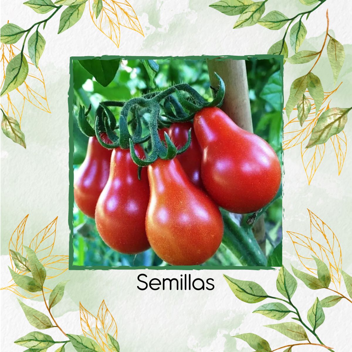 GENERICO - 65 Semillas Orgánicas De Tomate Cherry Pera Rojo