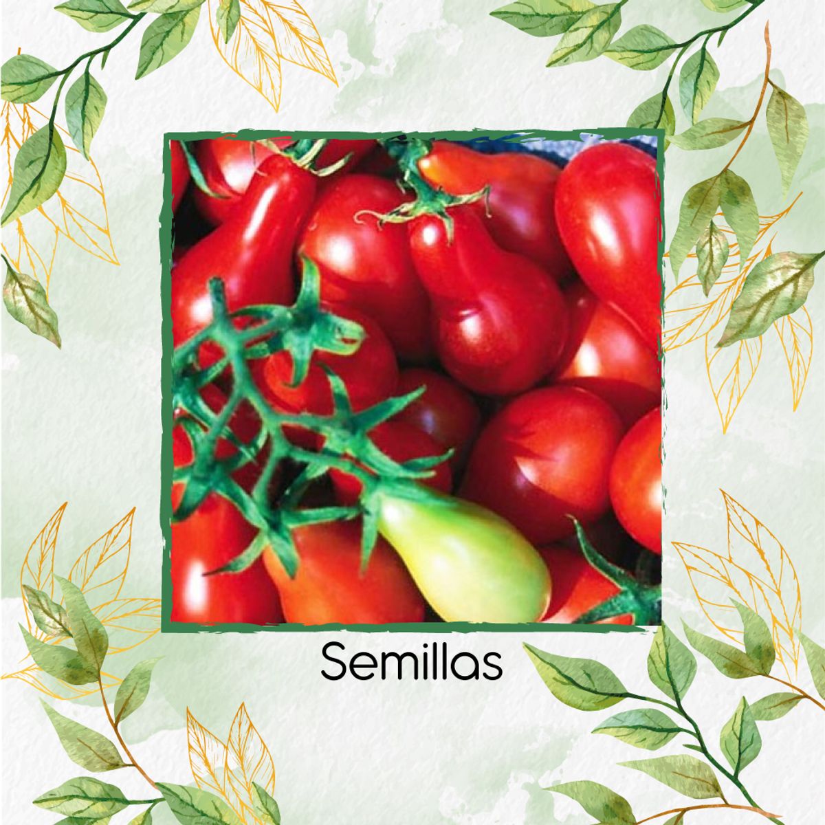 GENERICO - 65 Semillas Orgánicas De Tomate Cherry Pera Rojo