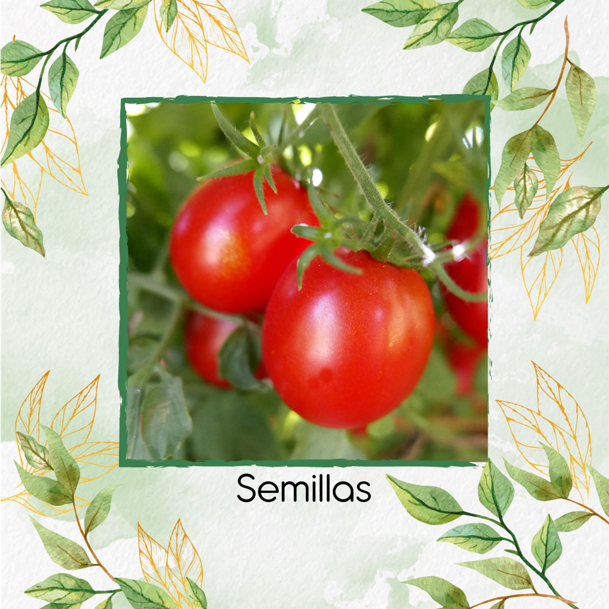 GENERICO - 17 Semillas Orgánicas De Tomate Cherry Ciruela Roja