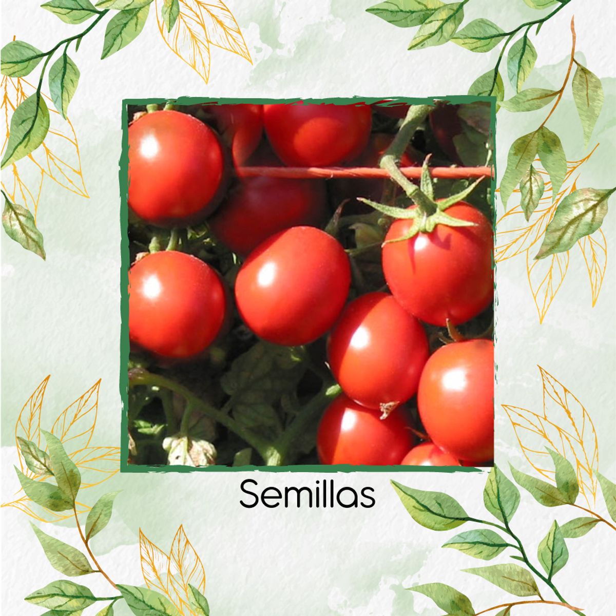 GENERICO - 17 Semillas Orgánicas De Tomate Cherry Ciruela Roja