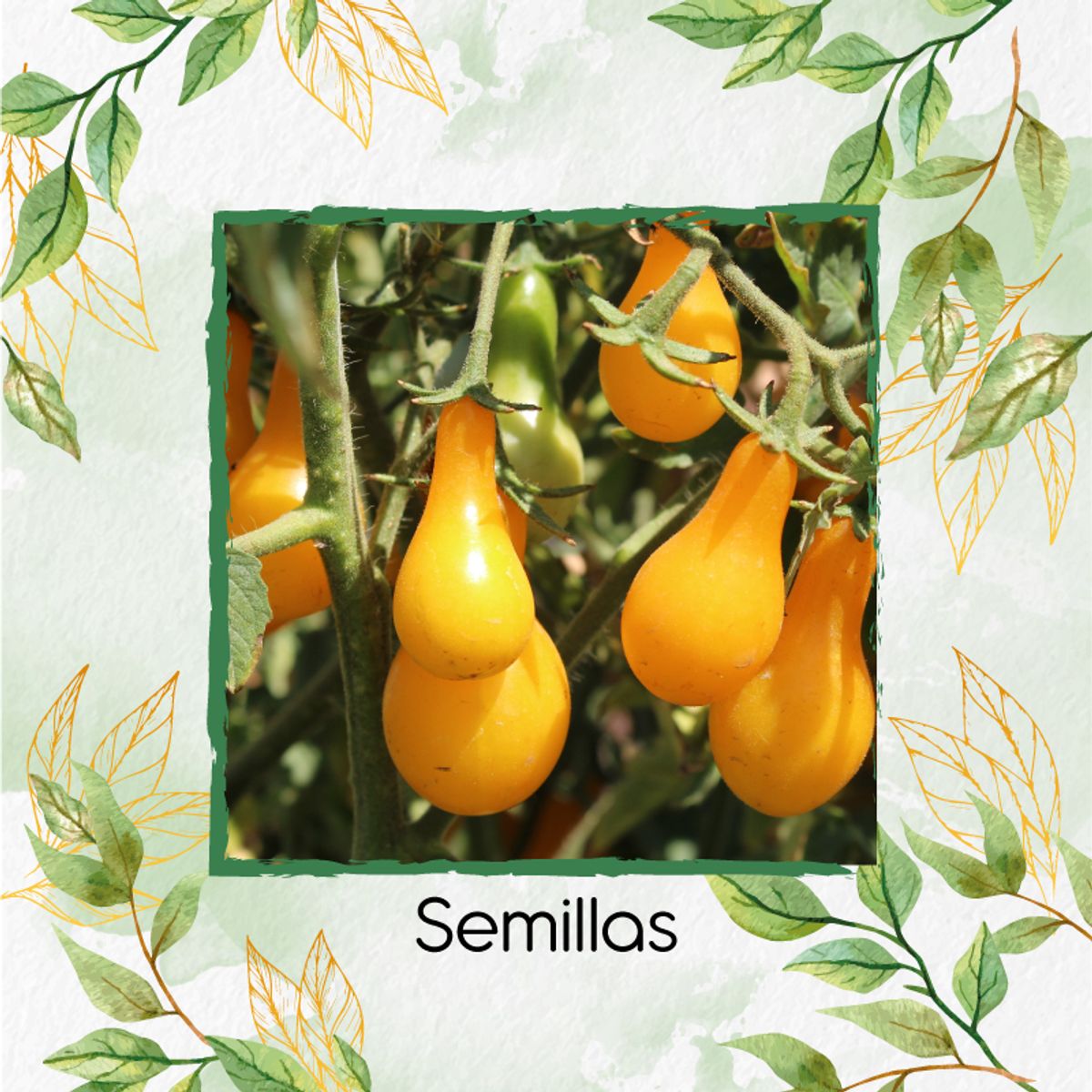 GENERICO - 17 Semillas Orgánicas De Tomate Cherry Pera Amarillo