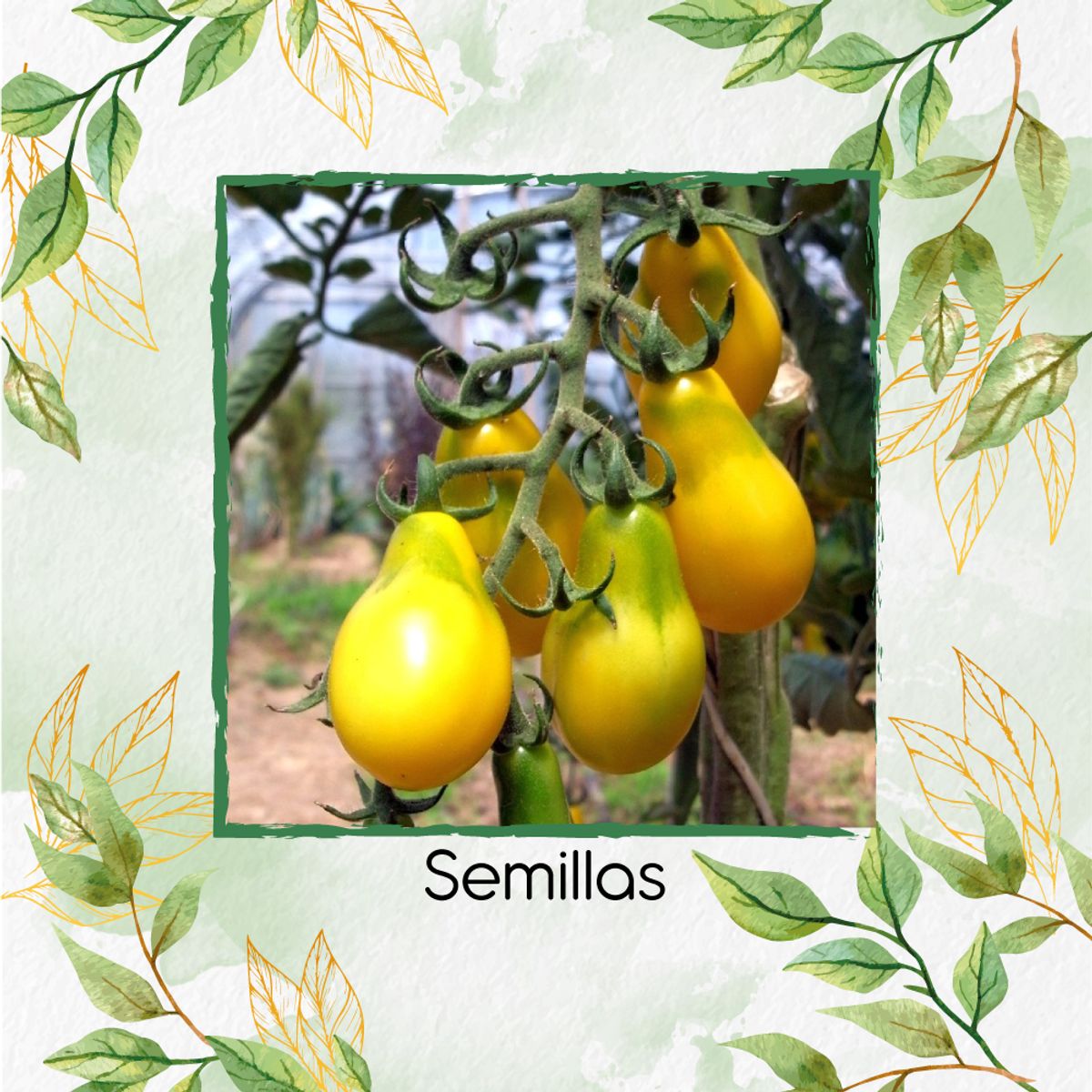 GENERICO - 1.300 Semillas Orgánicas De Tomate Cherry Pera Amarillo