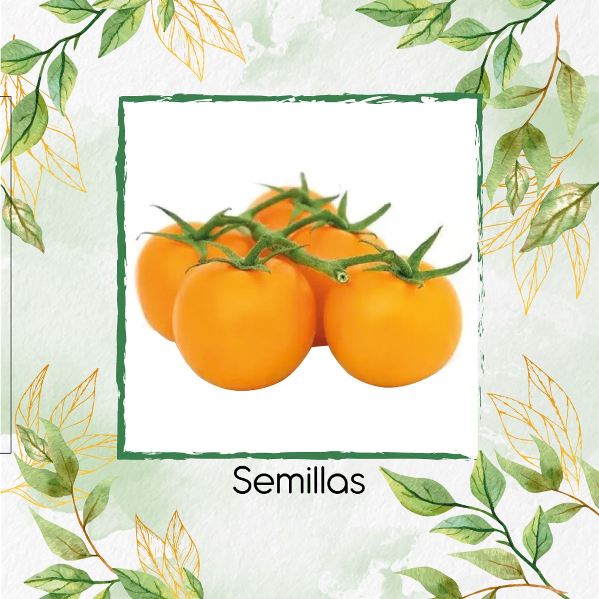 GENERICO - 130 Semillas Orgánicas De Tomate Cherry Dorado