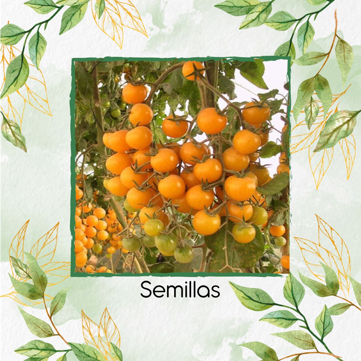 GENERICO - 650 Semillas Orgánicas De Tomate Cherry Dorado