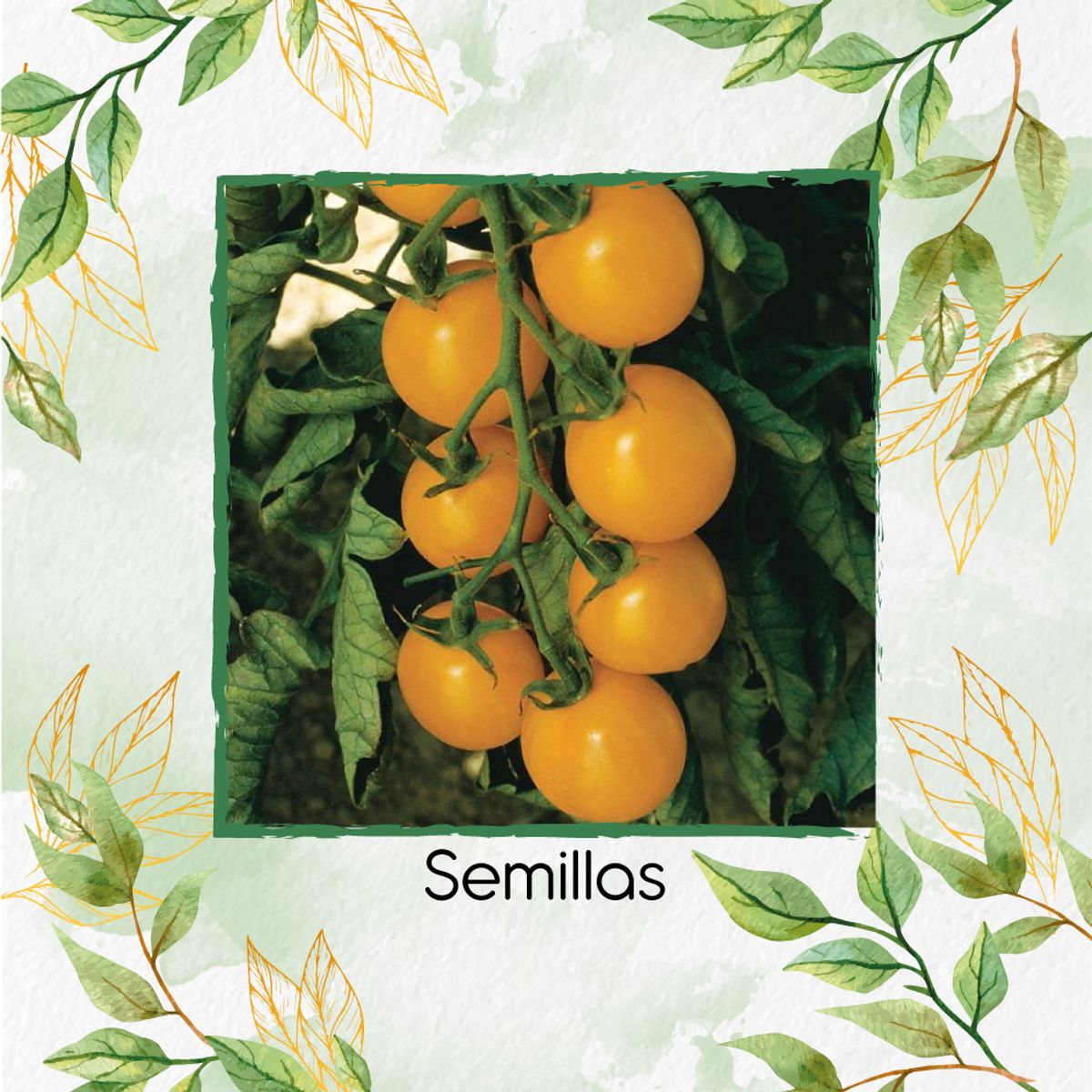 GENERICO - 650 Semillas Orgánicas De Tomate Cherry Perla Naranja
