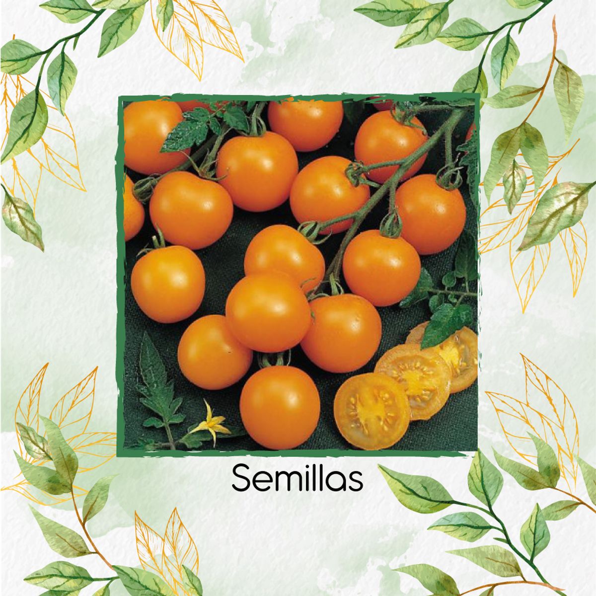 GENERICO - 650 Semillas Orgánicas De Tomate Cherry Perla Naranja