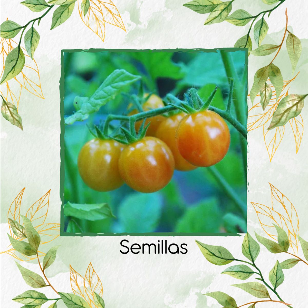 GENERICO - 33 Semillas Orgánicas De Tomate Cherry Bicolor