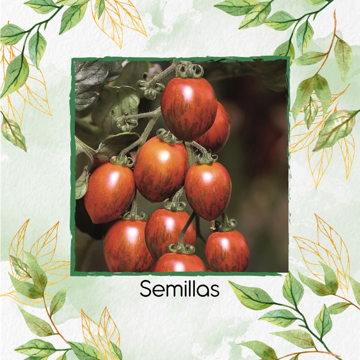 GENERICO - 17 Semillas Orgánicas De Tomate Cherry Zebra Rojo