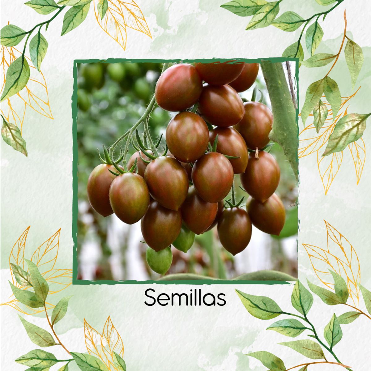 GENERICO - 17 Semillas Orgánicas De Tomate Cherry Zebra Rojo