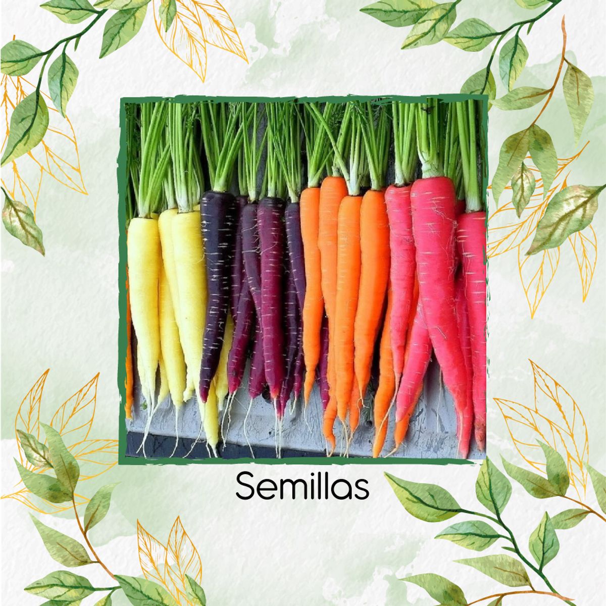 GENERICO - 100 Semillas Orgánicas De Zanahoria De Colores