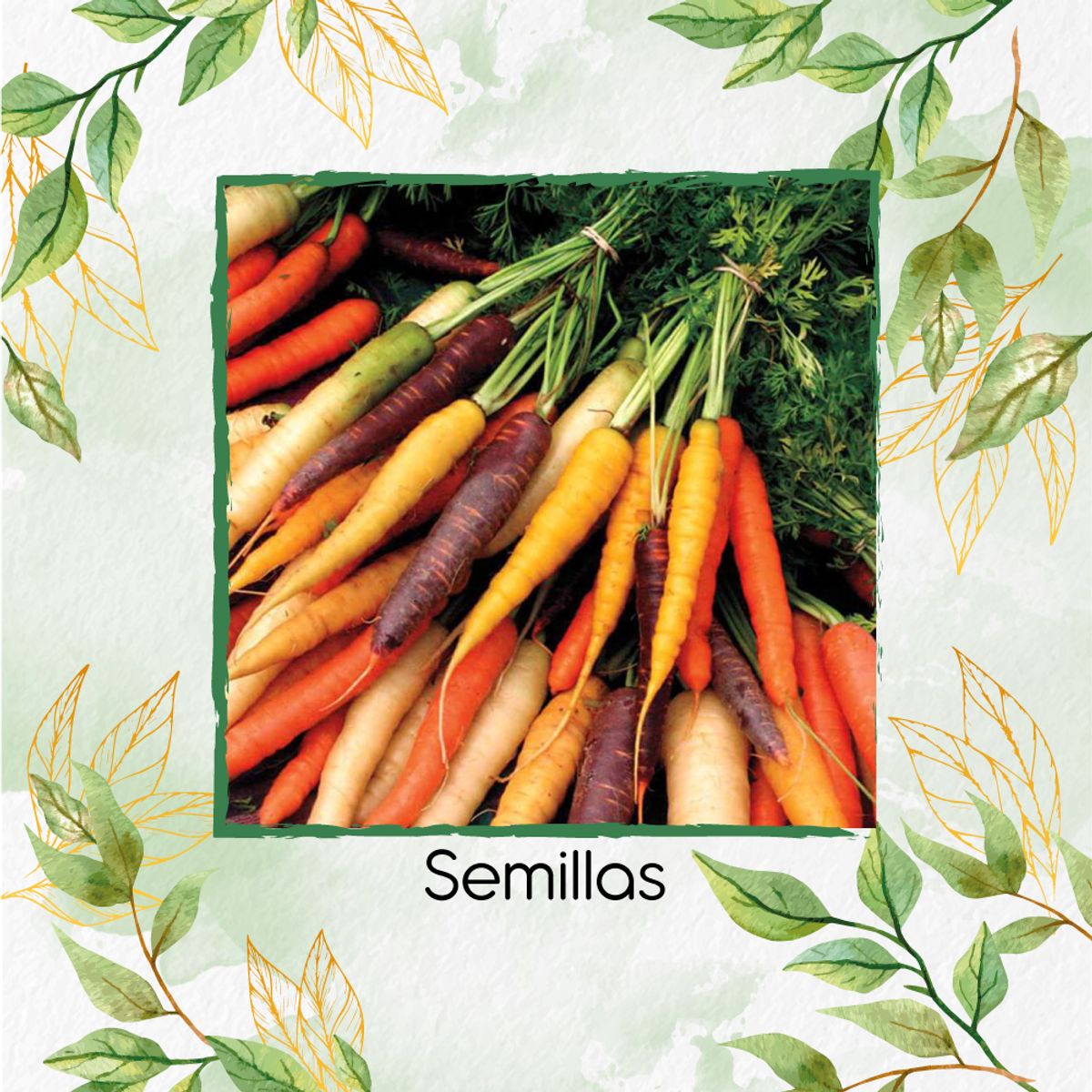 GENERICO - 100 Semillas Orgánicas De Zanahoria De Colores