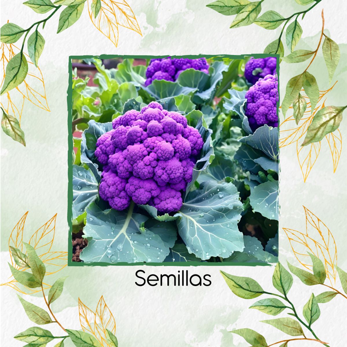 GENERICO - 200 Semillas Orgánicas De Coliflor De Sicilia Purpura