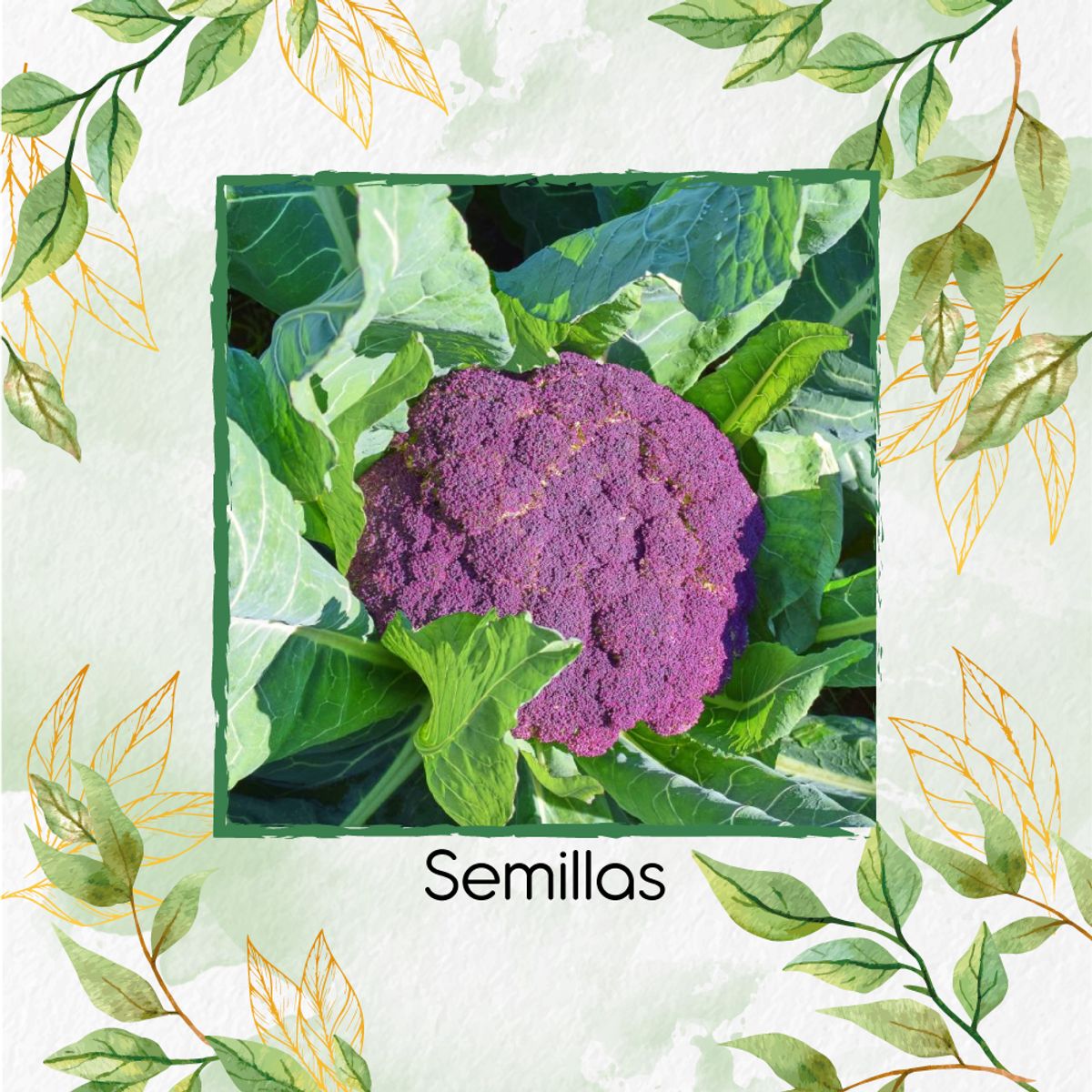 GENERICO - 200 Semillas Orgánicas De Coliflor De Sicilia Purpura
