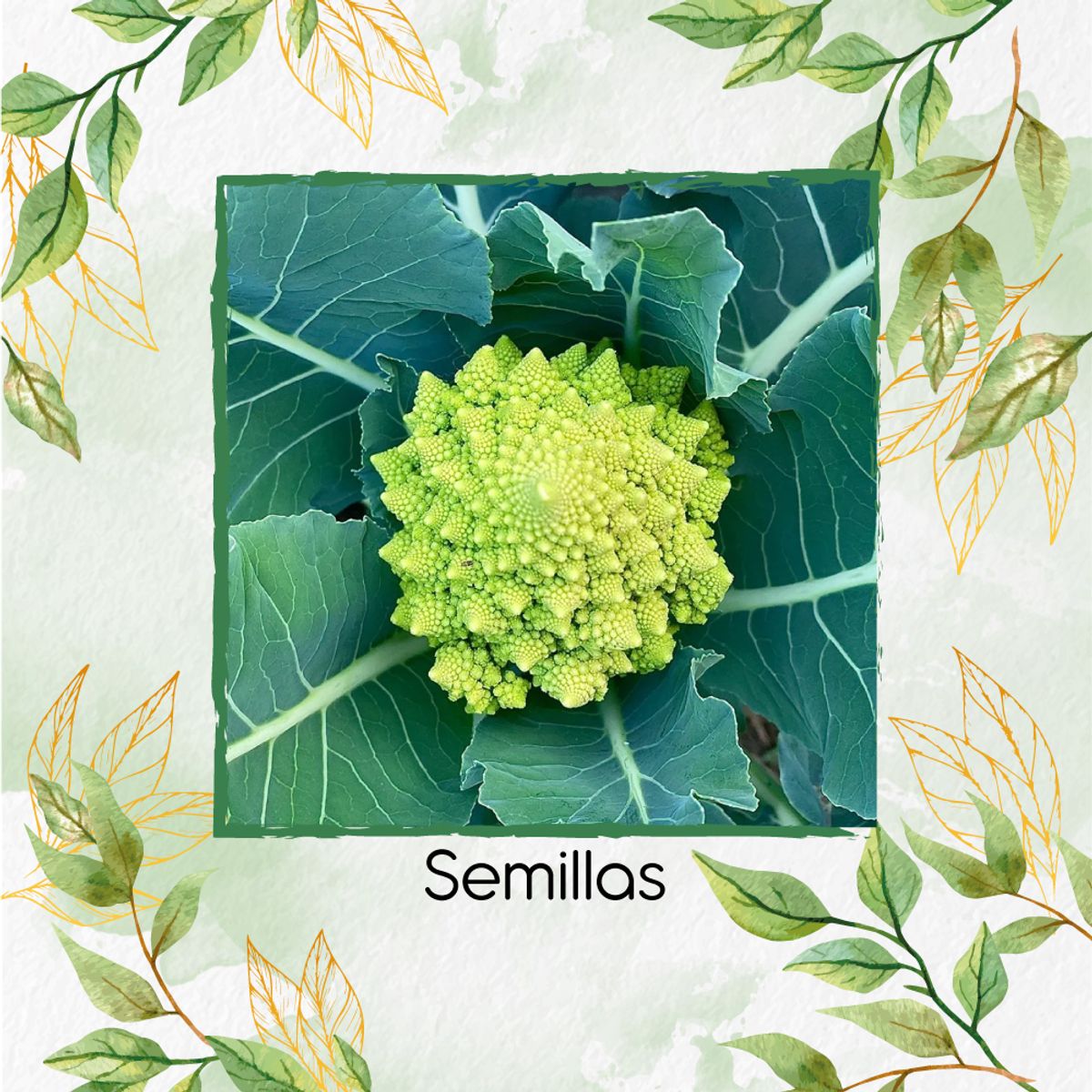GENERICO - 400 Semillas Orgánicas De Brócoli Romanesco