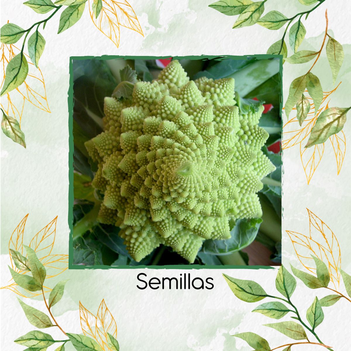 GENERICO - 400 Semillas Orgánicas De Brócoli Romanesco