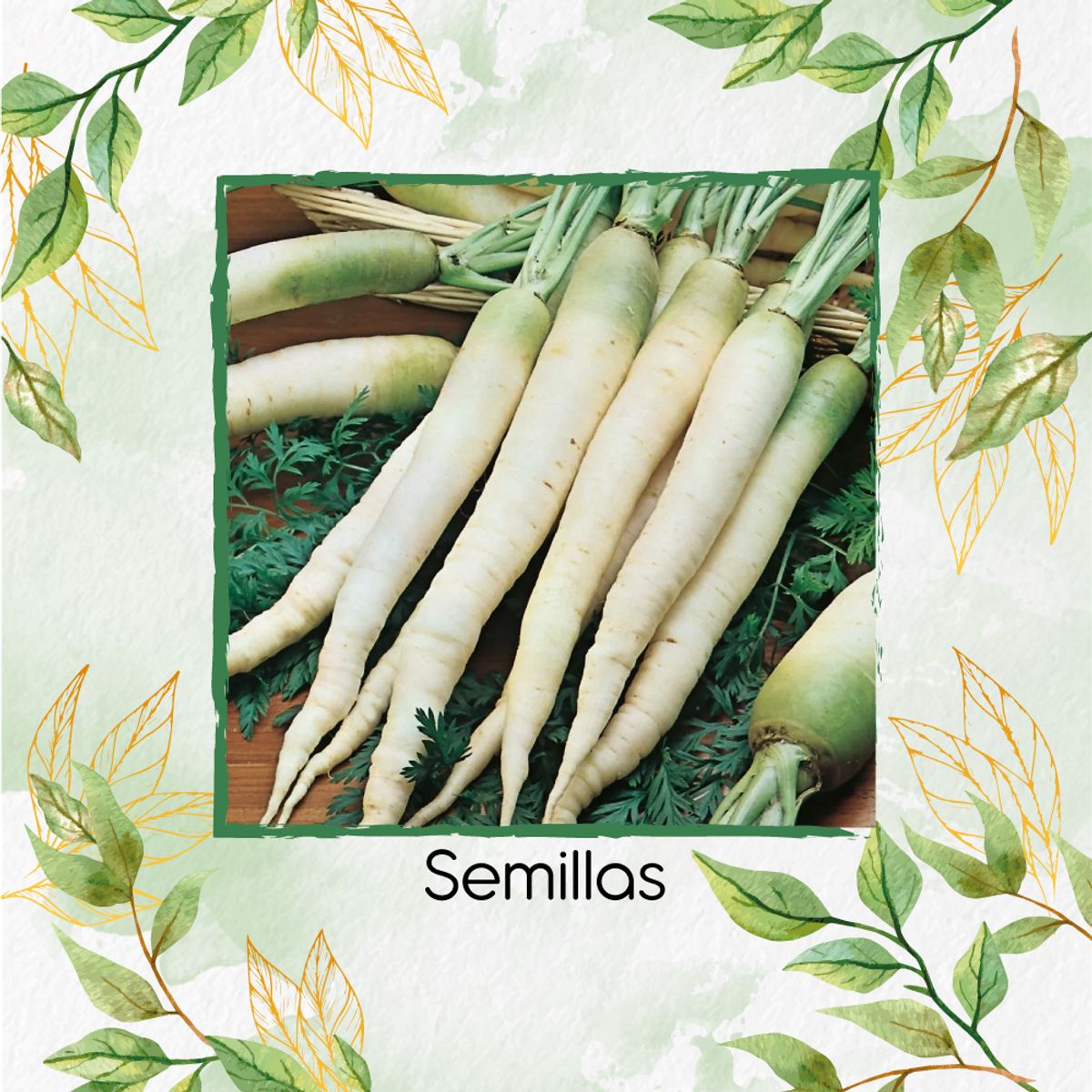GENERICO - 100 Semillas Orgánicas De Zanahoria Lunar Blanca