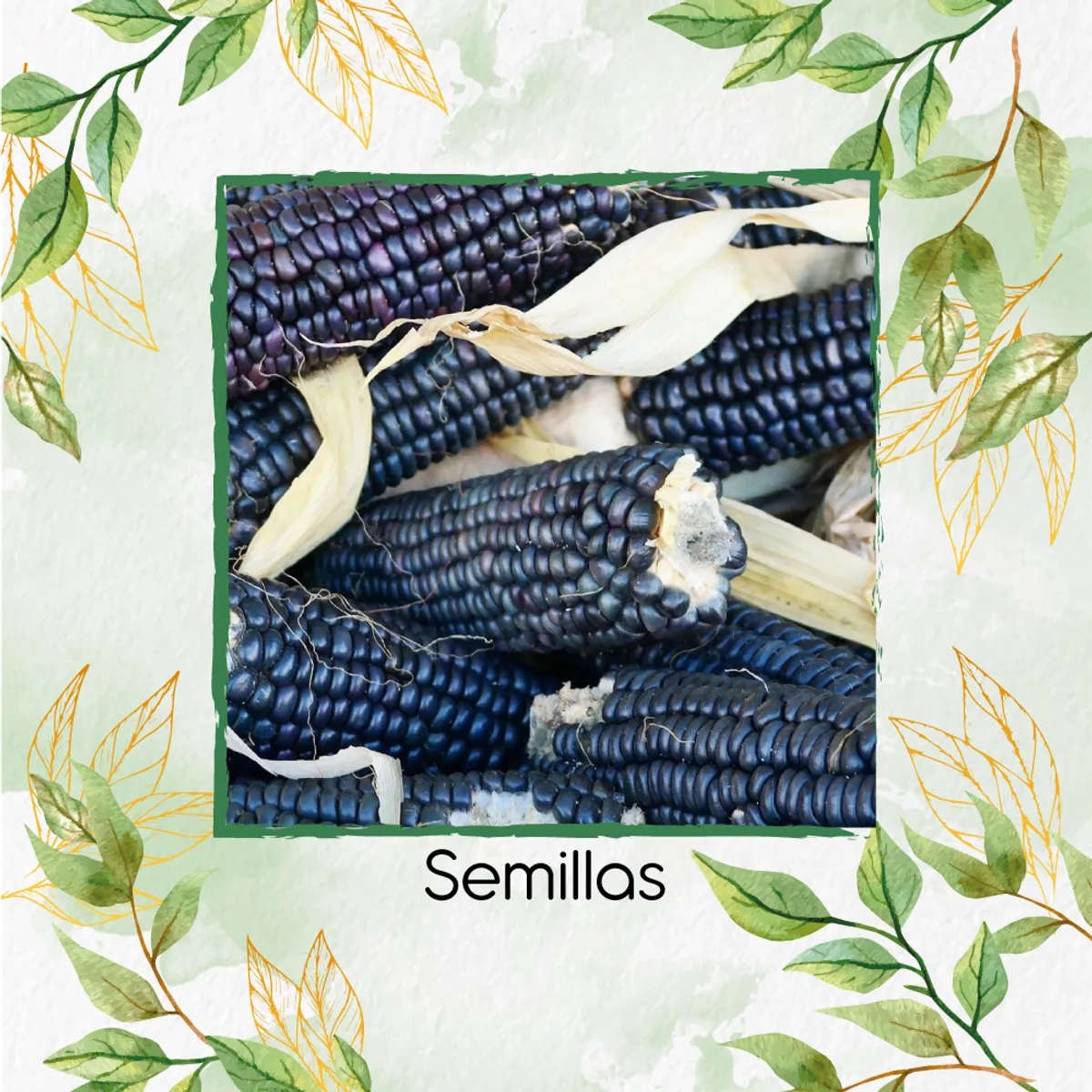 GENERICO - 70 Semillas Orgánicas De Maíz Hopi Azul