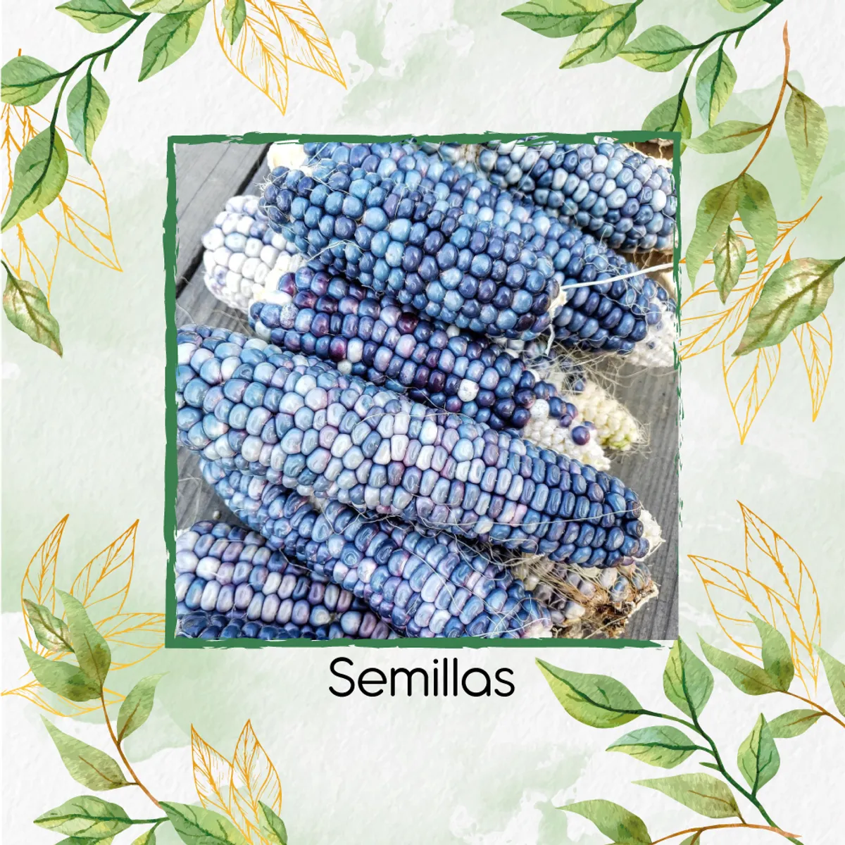 GENERICO - 70 Semillas Orgánicas De Maíz Hopi Azul