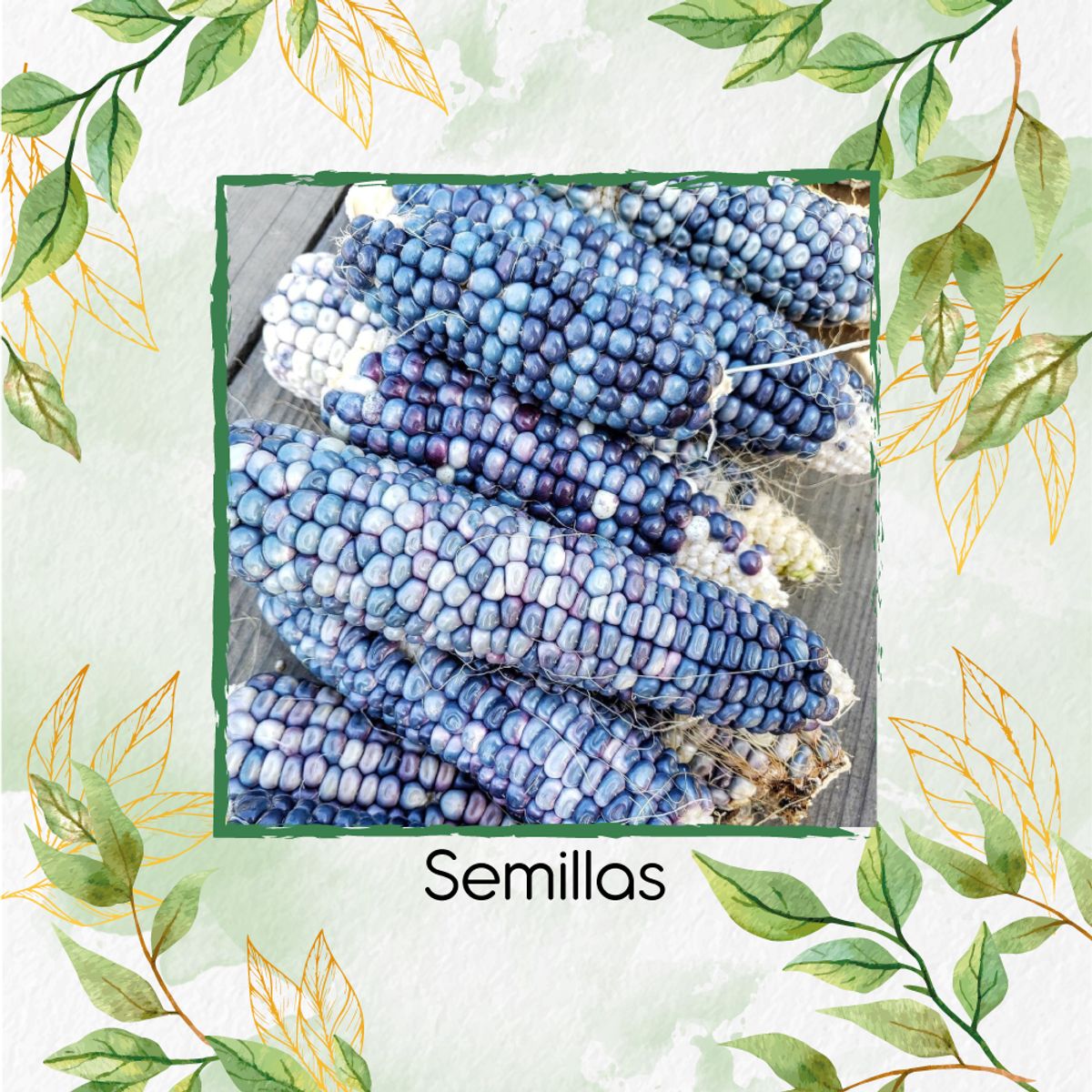 GENERICO - 280 Semillas Orgánicas De Maíz Hopi Azul