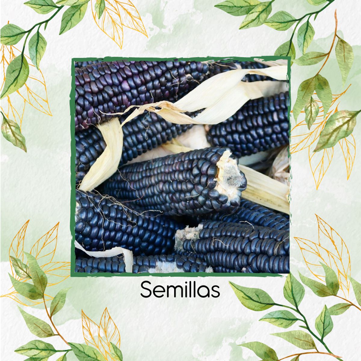 GENERICO - 2.800 Semillas Orgánicas De Maíz Hopi Azul