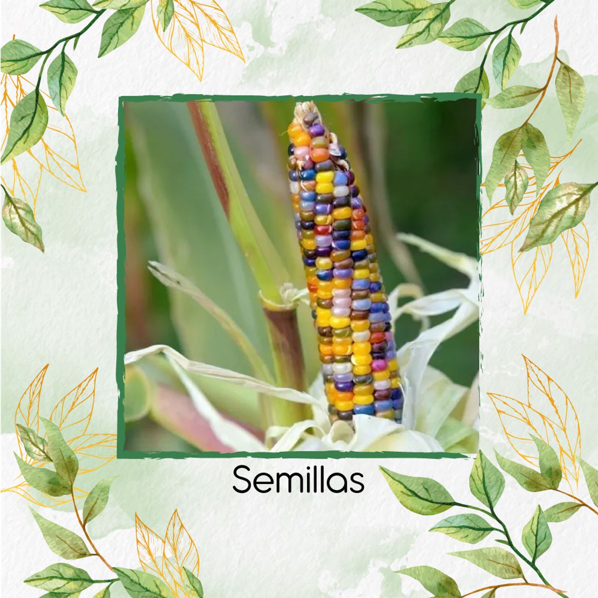 GENERICO - 25 Semillas Orgánicas De Maíz De Colores Carousel