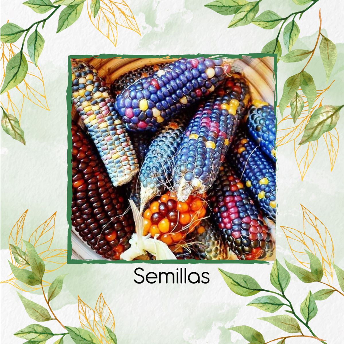 GENERICO - 25 Semillas Orgánicas De Maíz De Colores Carousel