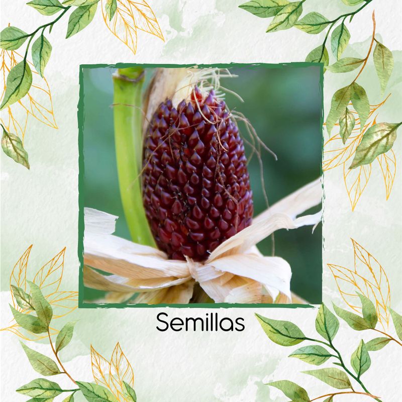 GENERICO - 10 Semillas Orgánicas De Maíz Pira Fresa