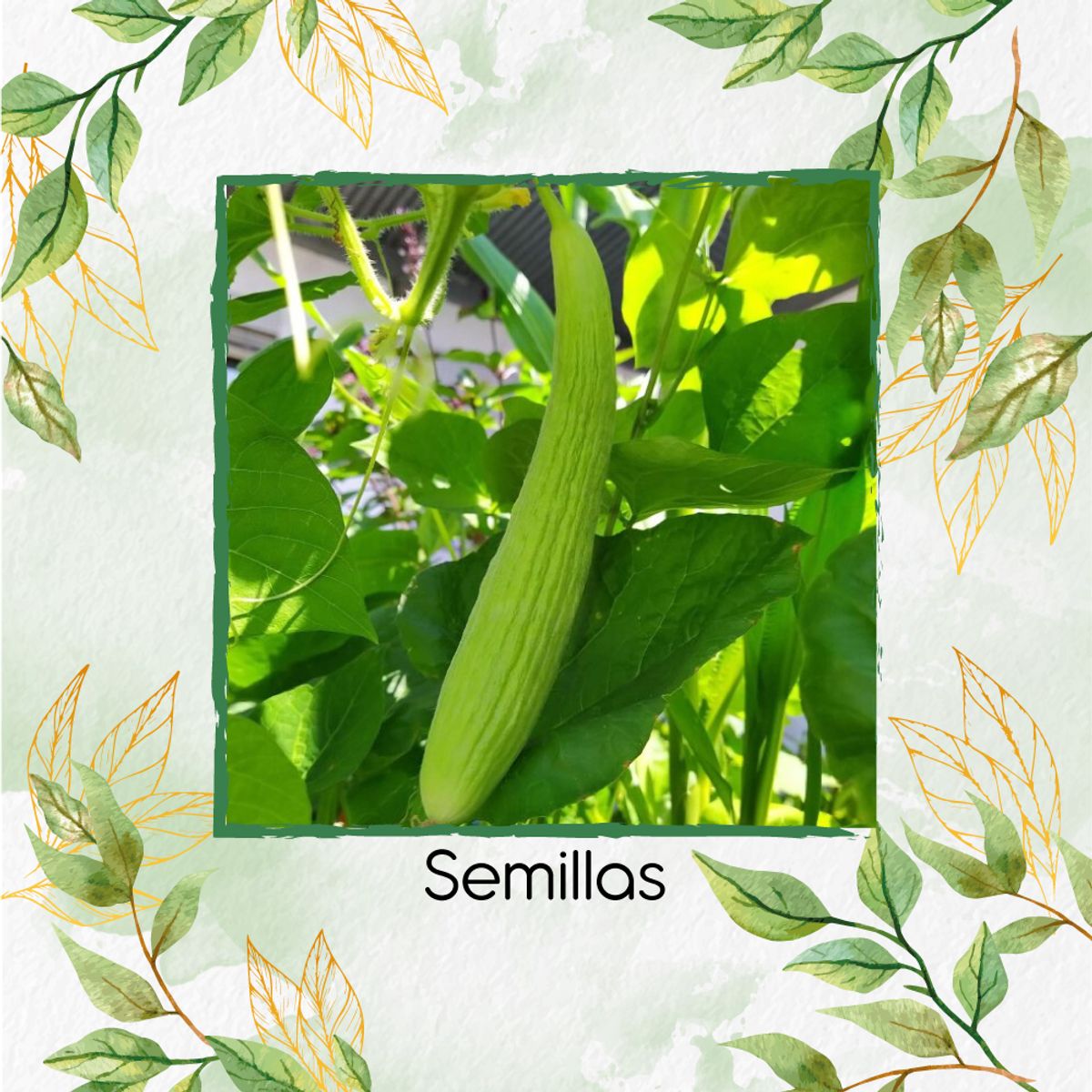 GENERICO - 800 Semillas Orgánicas De Pepino Metki Gigante