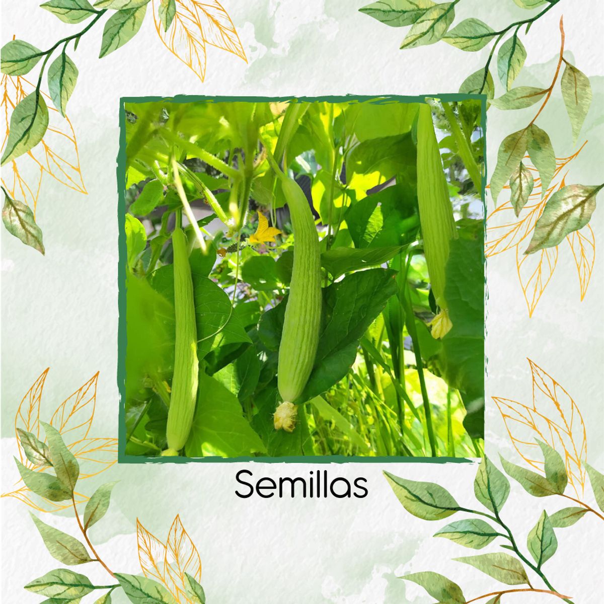 GENERICO - 800 Semillas Orgánicas De Pepino Metki Gigante