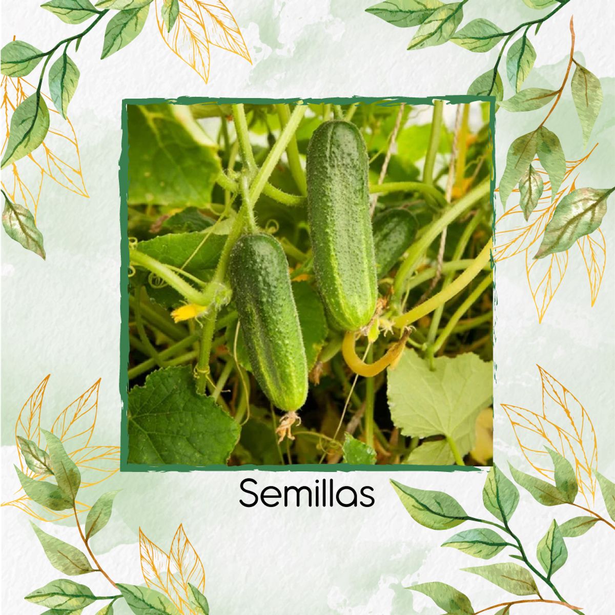 GENERICO - 1.200 Semillas Orgánicas De Pepino Cuadrado Spacemaster
