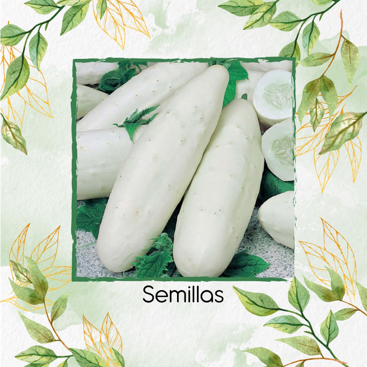 GENERICO - 40 Semillas Orgánicas De Pepino Wonder Blanco