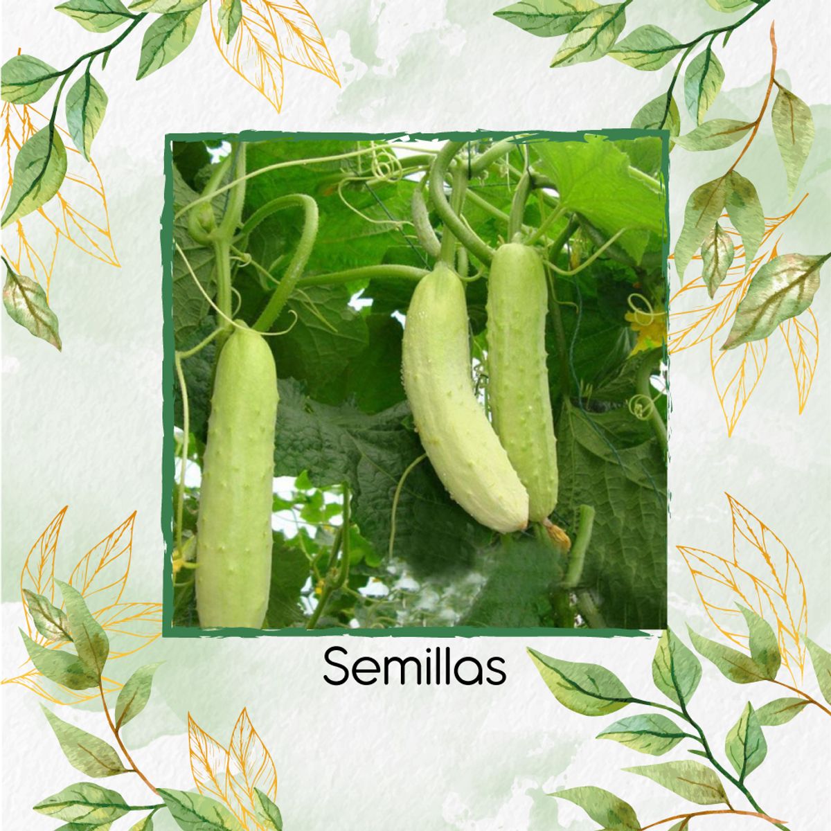 GENERICO - 40 Semillas Orgánicas De Pepino Wonder Blanco