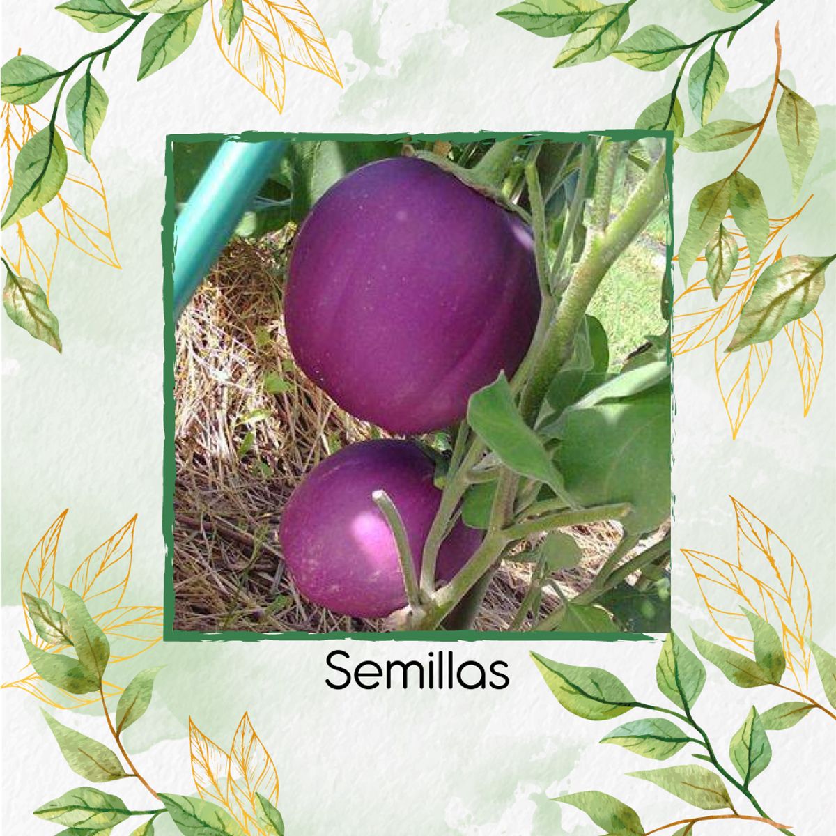 GENERICO - 90 Semillas Orgánicas De Berenjena Redonda Lila