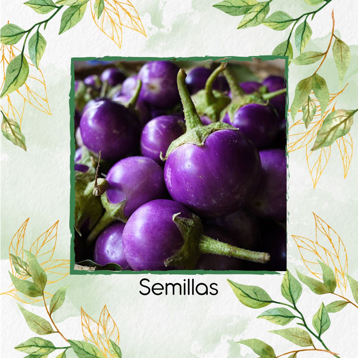 GENERICO - 90 Semillas Orgánicas De Berenjena Redonda Lila