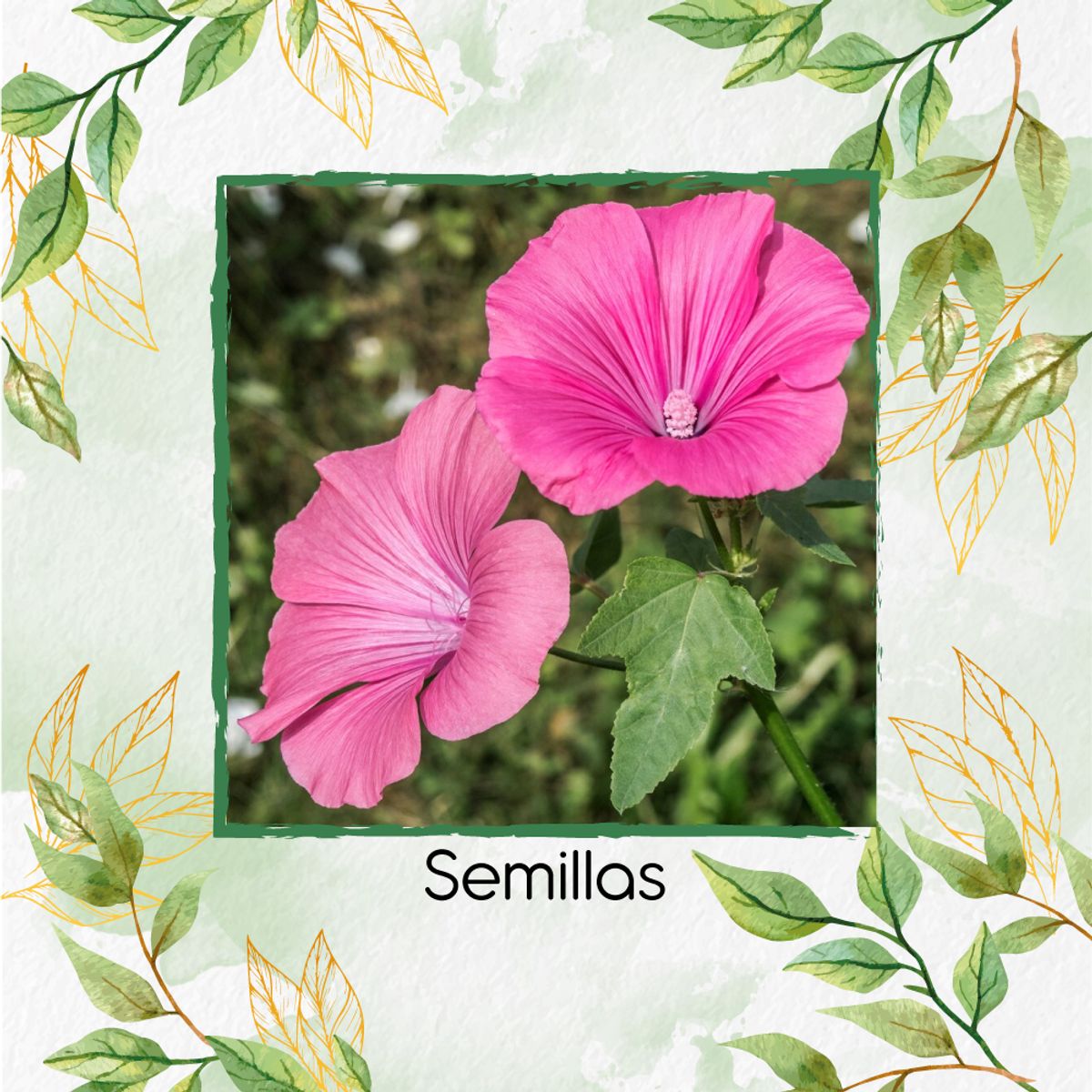 GENERICO - 2.000 Semillas Orgánicas De Flor Malva Rosa Lavatera