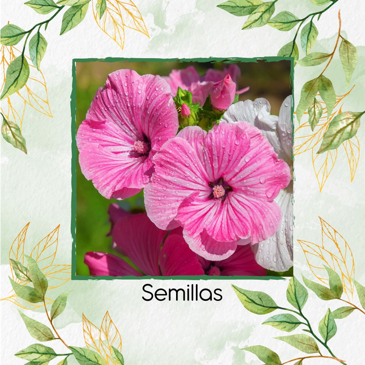 GENERICO - 2.000 Semillas Orgánicas De Flor Malva Rosa Lavatera