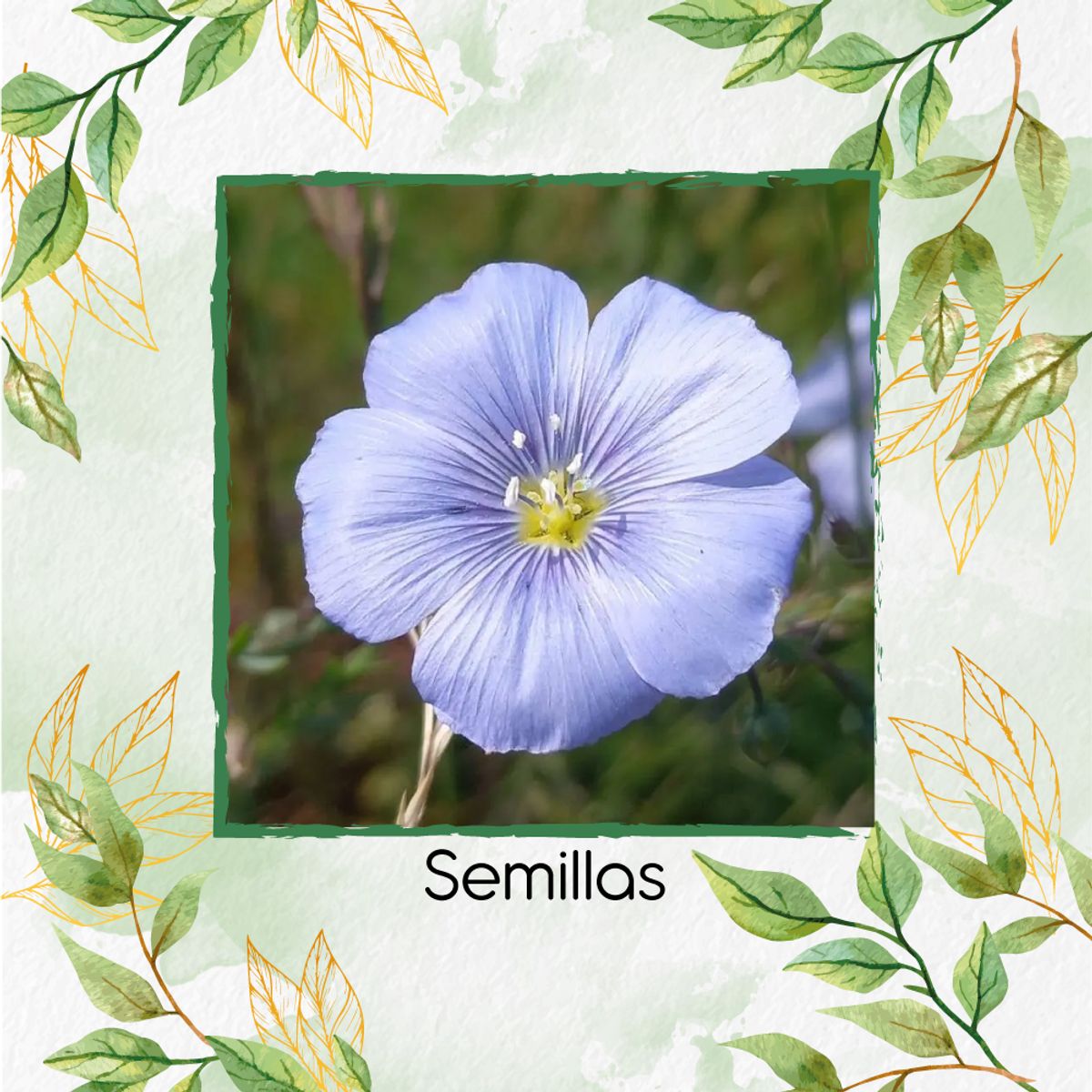 GENERICO - 200 Semillas Orgánicas De Flor Lino Azul