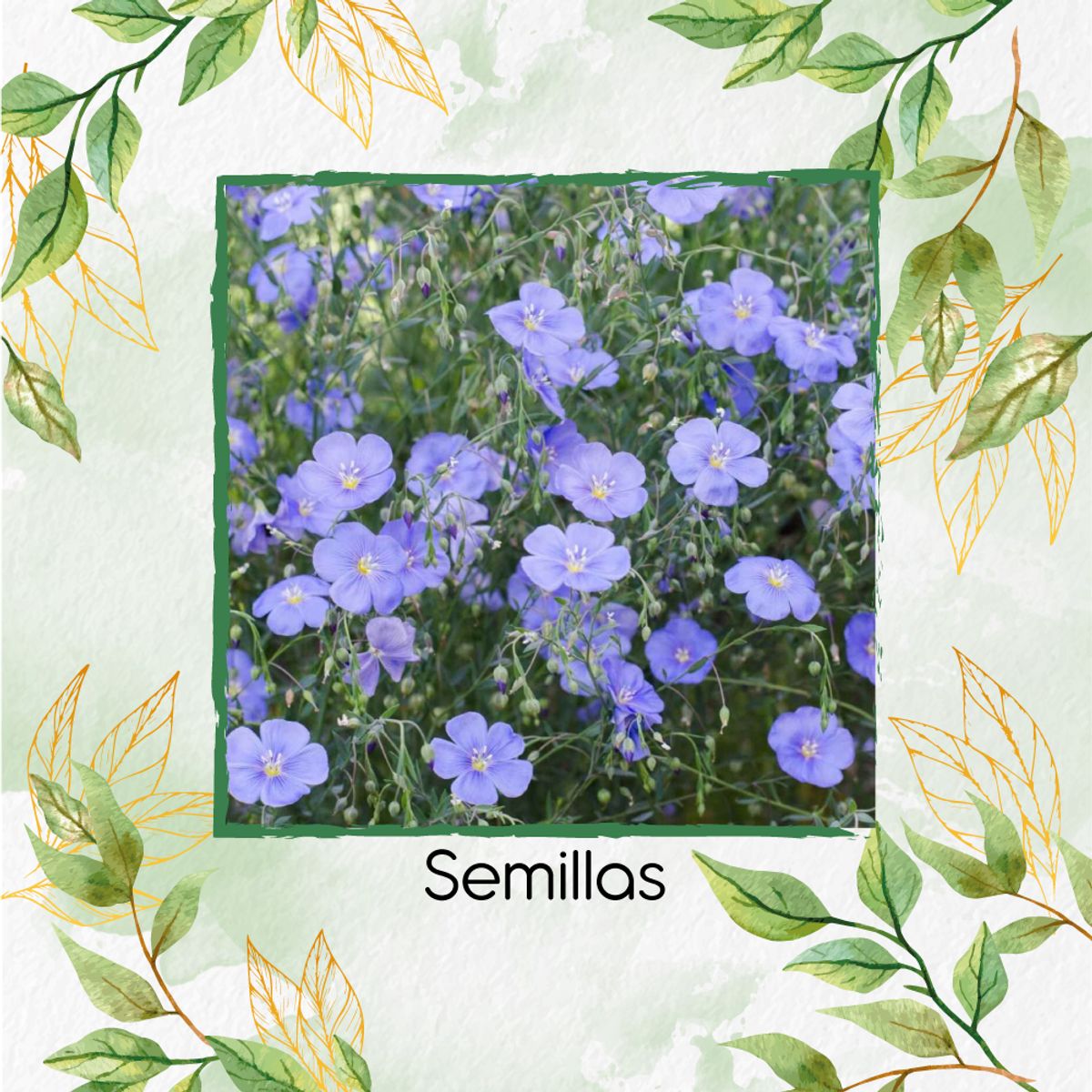 GENERICO - 200 Semillas Orgánicas De Flor Lino Azul