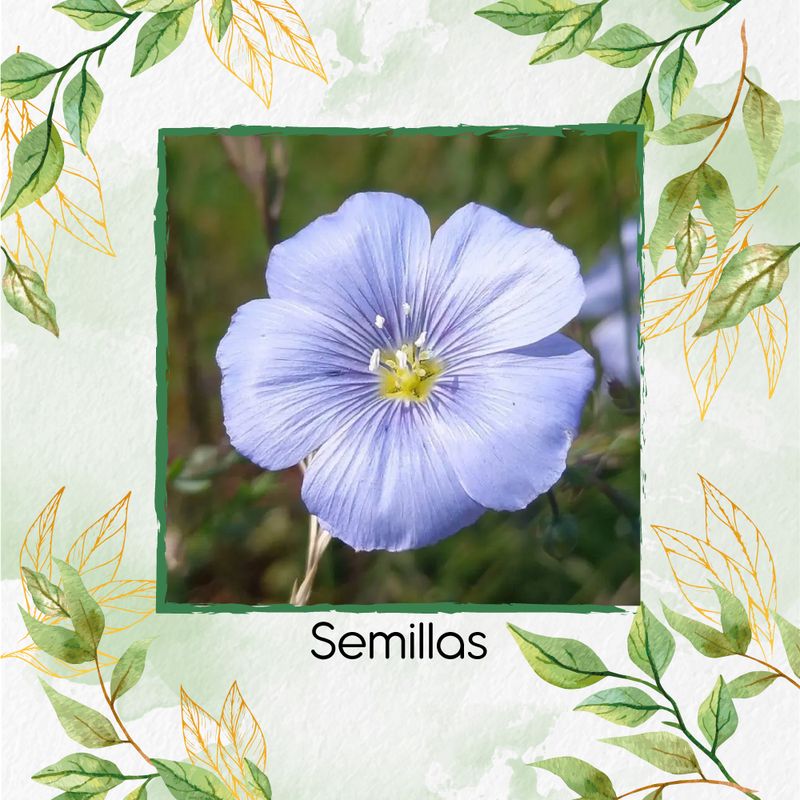 GENERICO - 800 Semillas Orgánicas De Flor Lino Azul