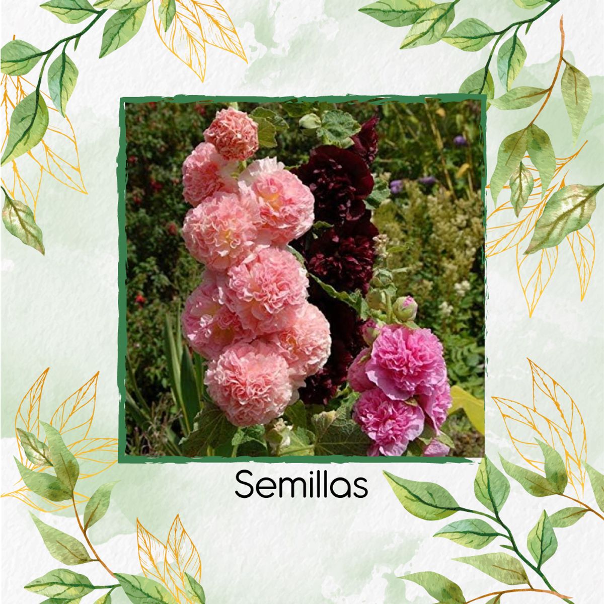 GENERICO - 15 Semillas Orgánicas De Malvarrosa Carnaval De Verano