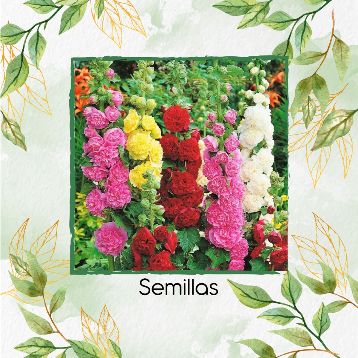 GENERICO - 60 Semillas Orgánicas De Malvarrosa Carnaval De Verano