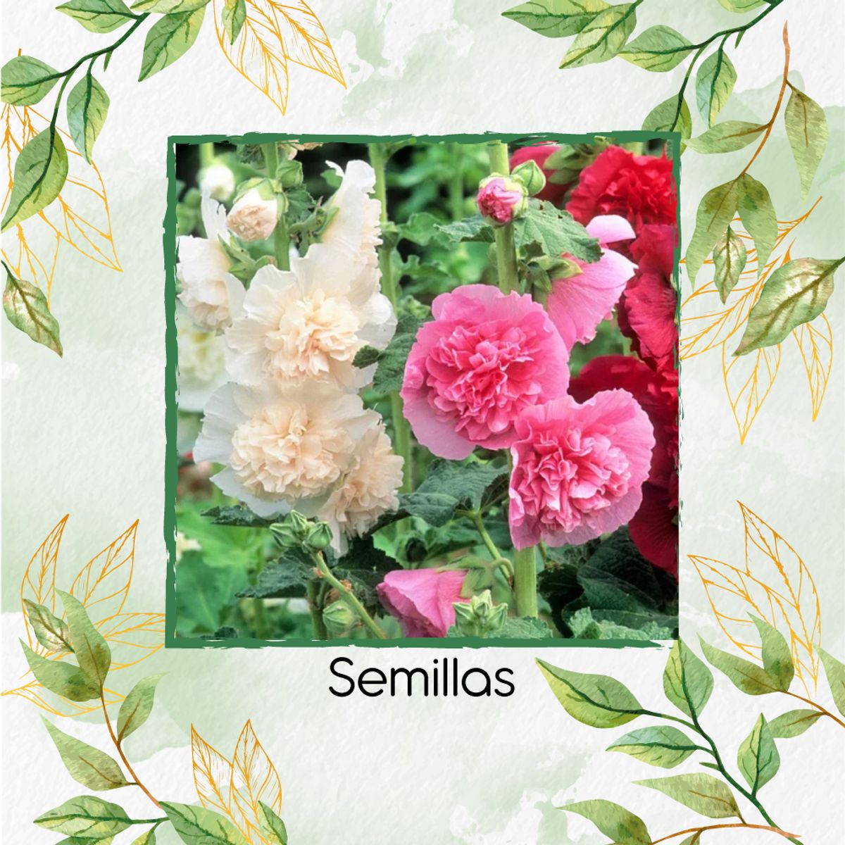 GENERICO - 600 Semillas Orgánicas De Malvarrosa Powderpuffs Double Mix