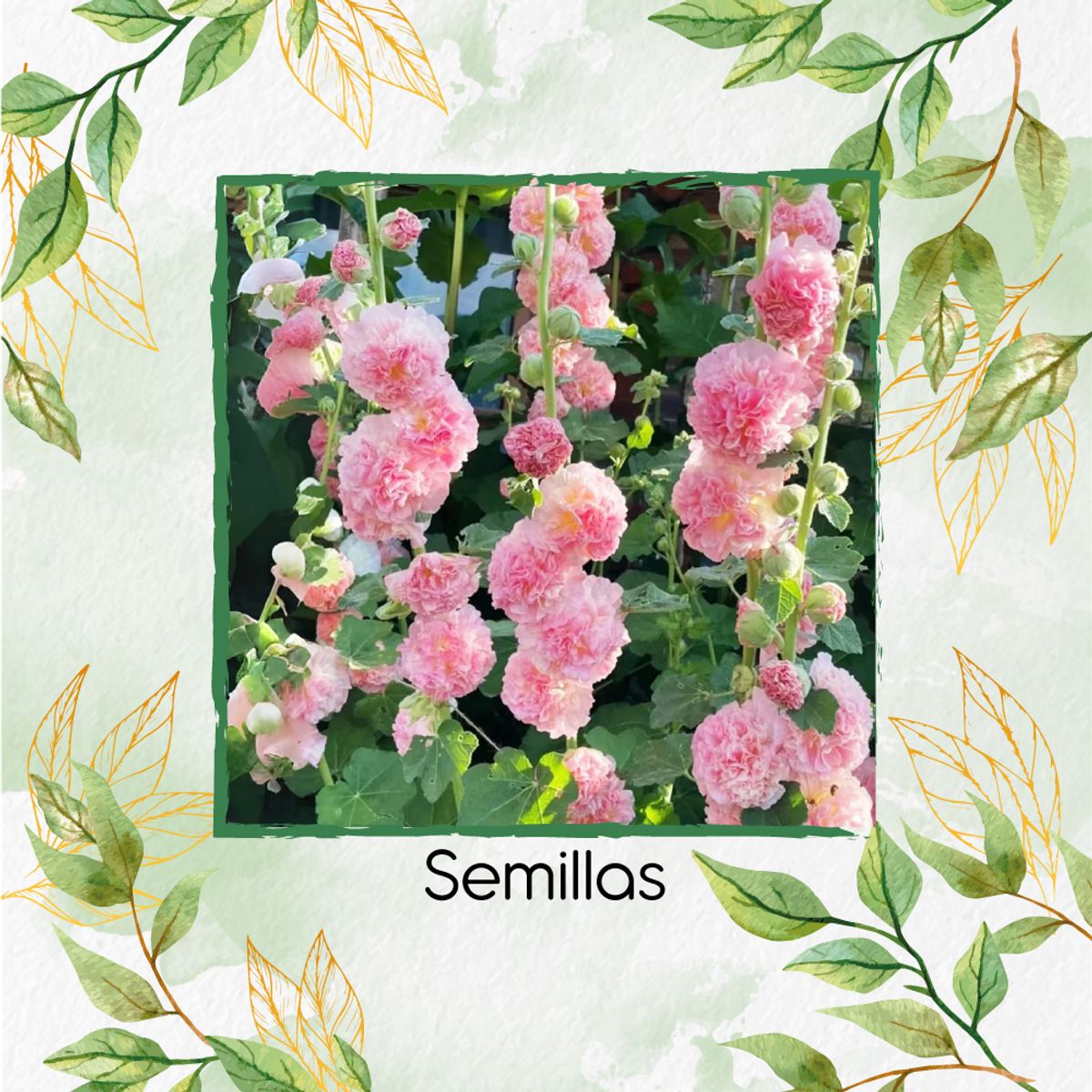 GENERICO - 600 Semillas Orgánicas De Malvarrosa Powderpuffs Double Mix