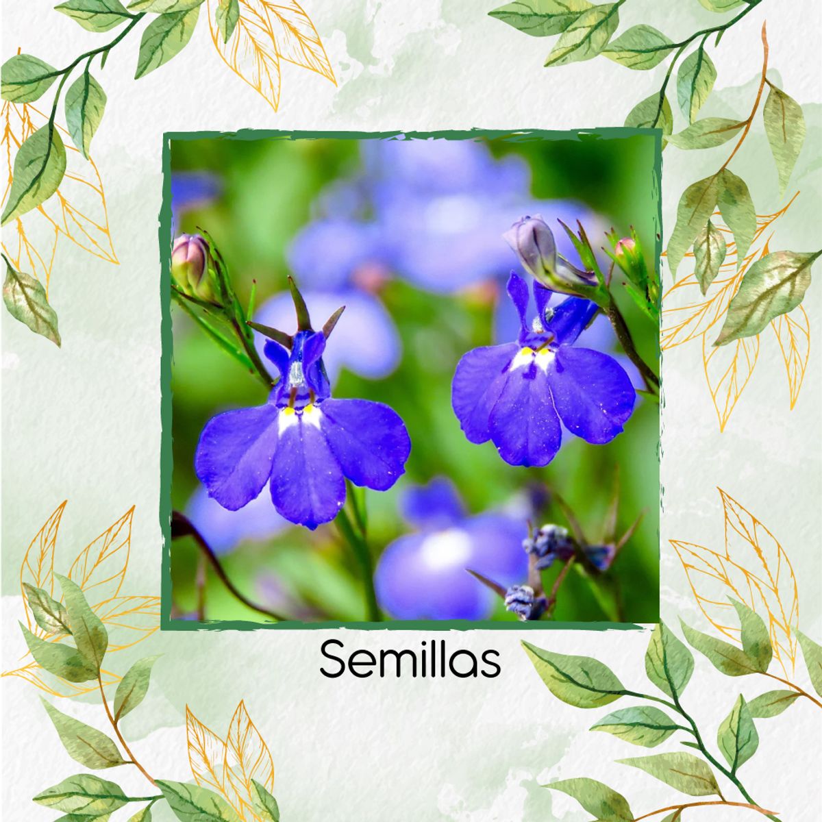 GENERICO - 25 Semillas De Flor Lobelia Cambridge Blue