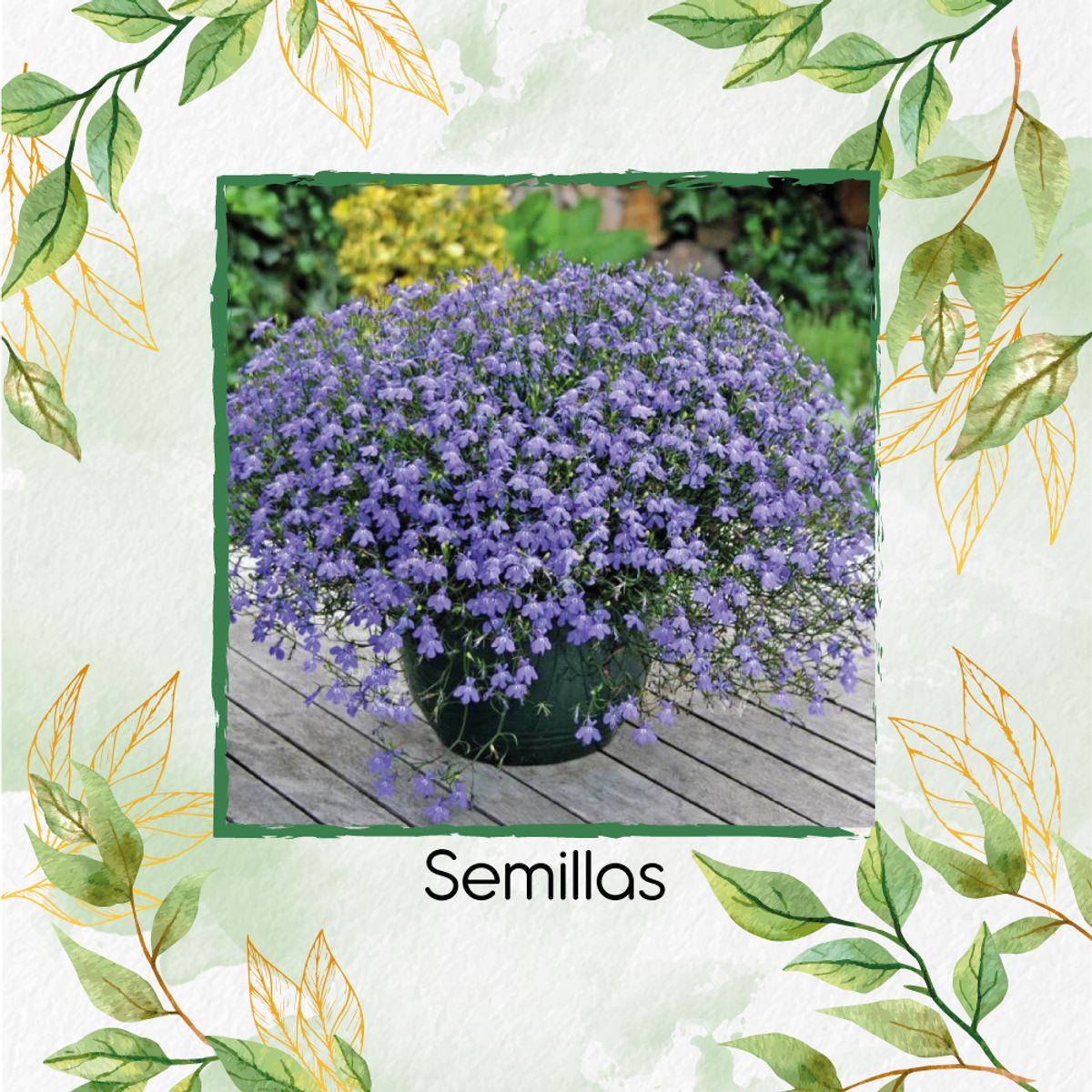 GENERICO - 25 Semillas De Flor Lobelia Cambridge Blue