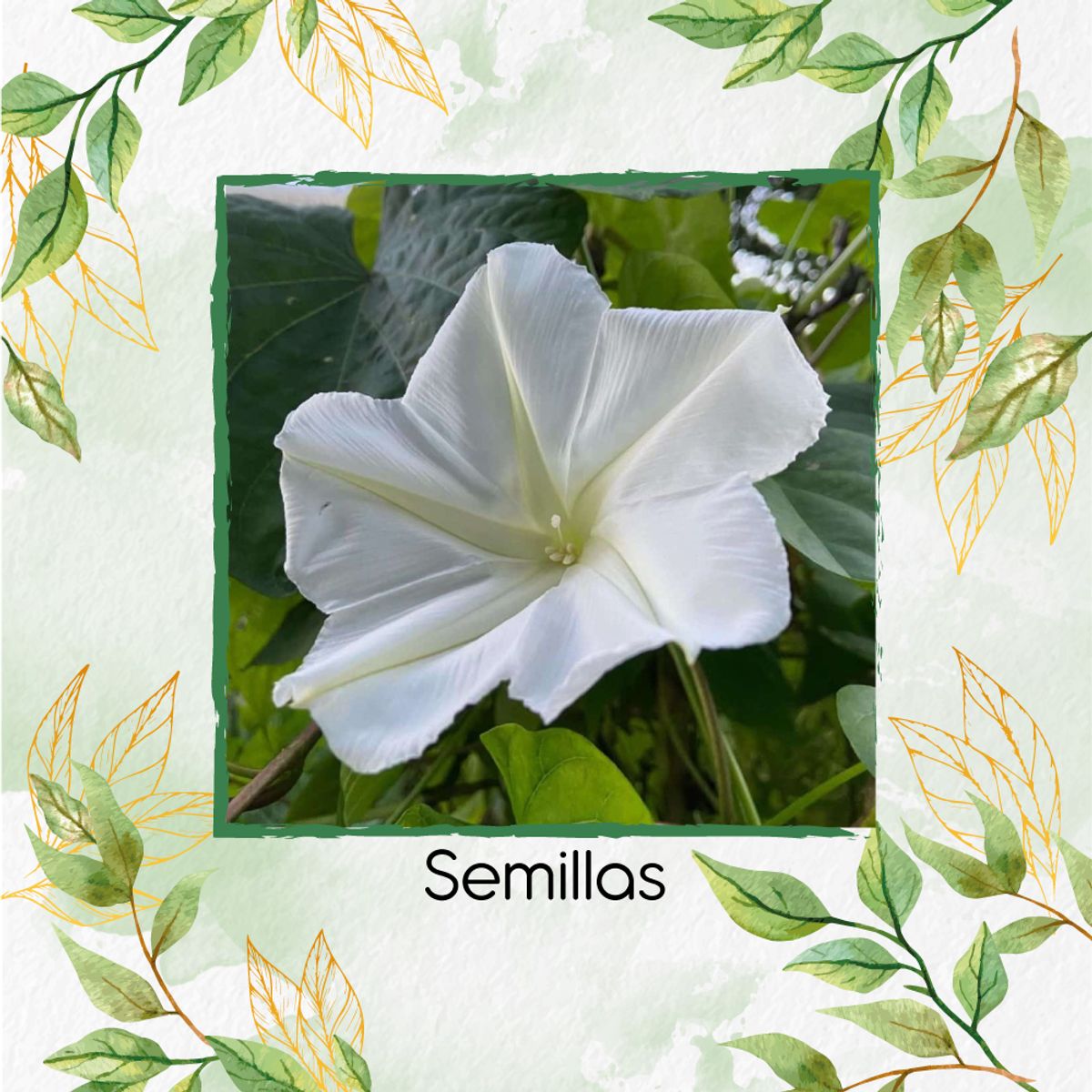 GENERICO - 200 Semillas Orgánicas De Flor De Luna