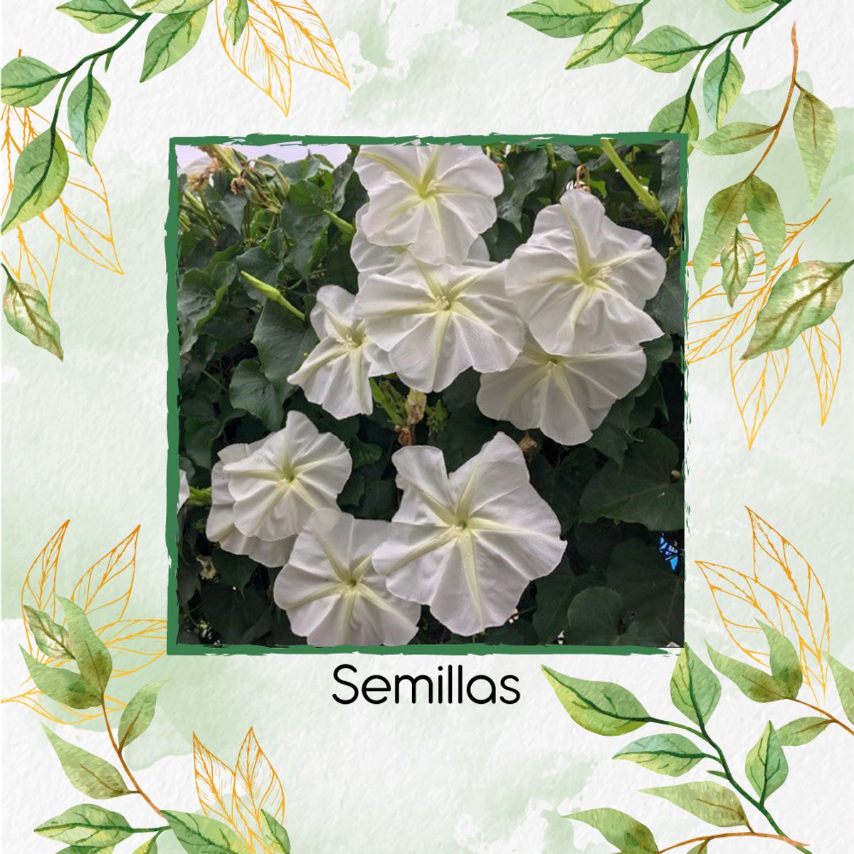 GENERICO - 200 Semillas Orgánicas De Flor De Luna