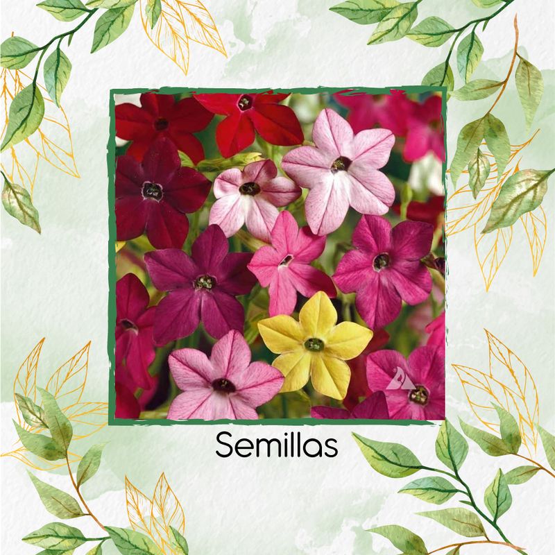 GENERICO - 40 Semillas Orgánicas De Flor Jazmín De Colores